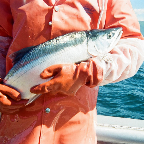 Wild Alaskan Sockeye Salmon